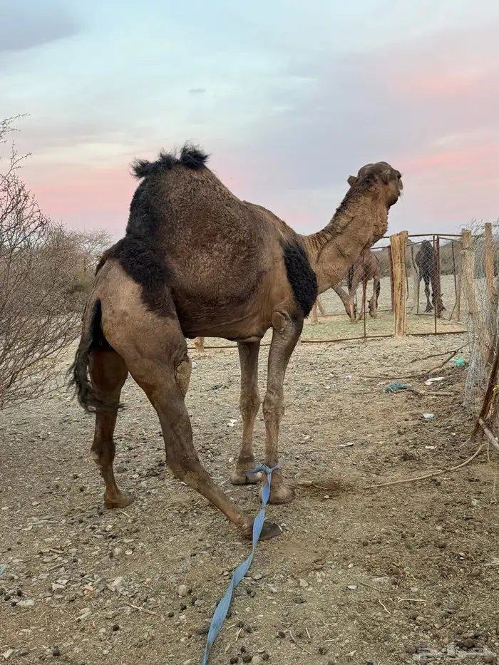 للبيع بعير حمر جرم كايف ضراب وعشار 14