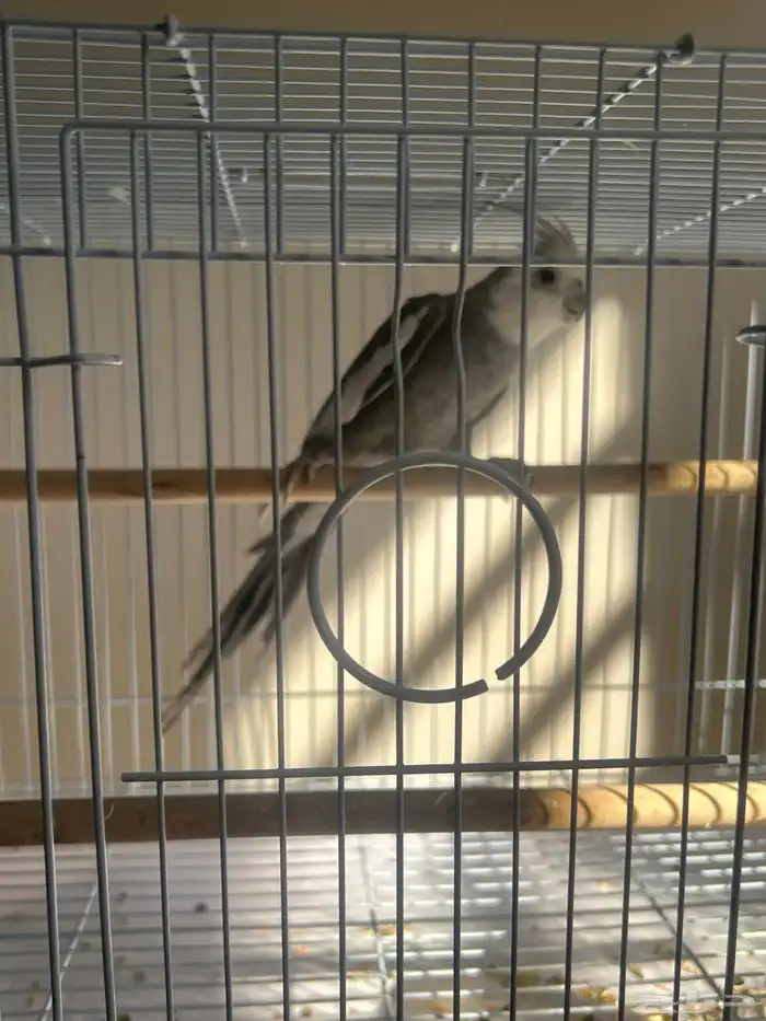 عرض خاص ذكر كروان وايتت فيس فخممم 0