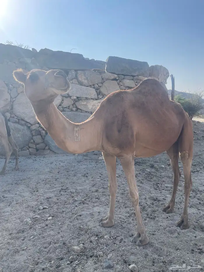 ناقه حمراء حايل على إظراب هاديه وعلى الشرط 0