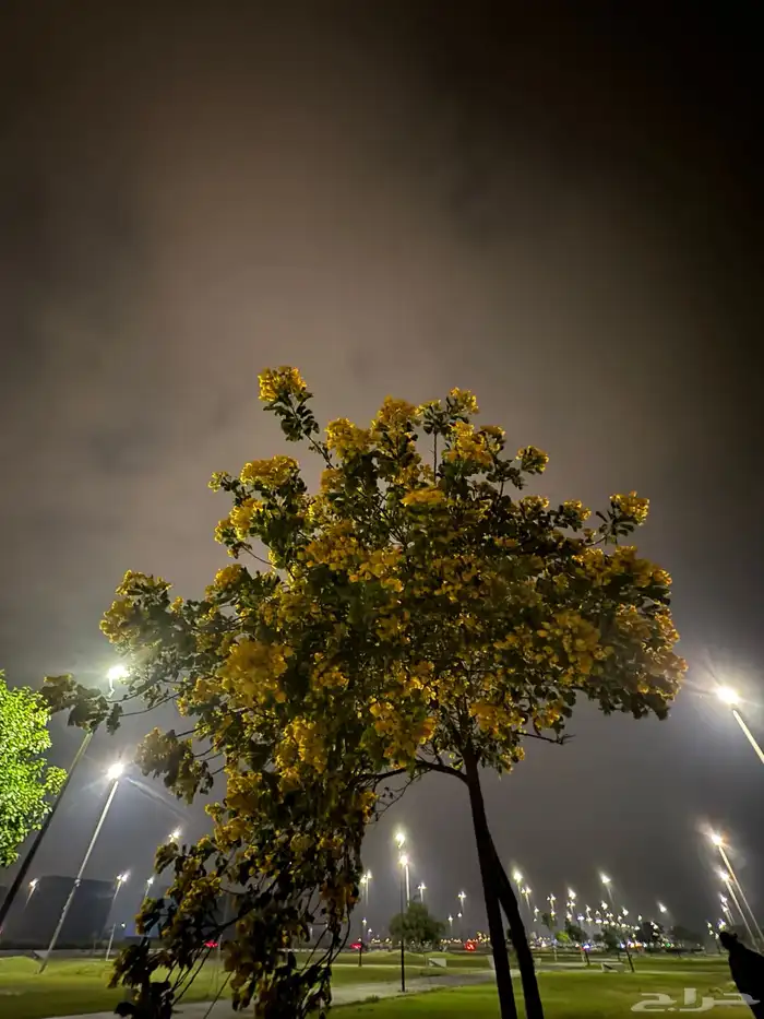 مطلوب شقق عزاب غرفتين وصالة ودورتين مياة حدود 2000 0