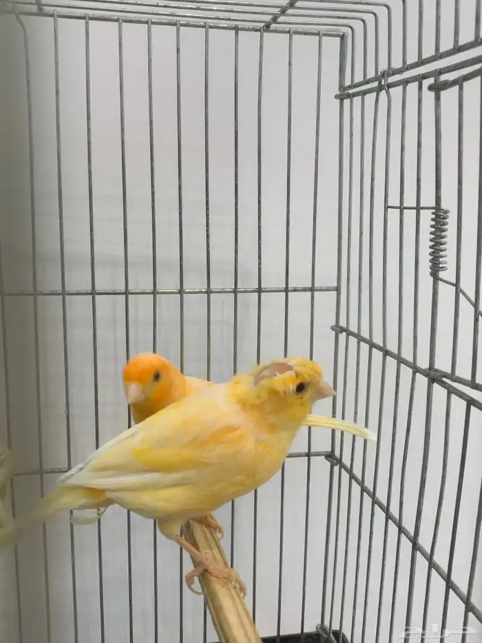 جوز كناري سوري منتج 1