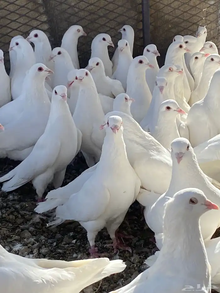 حمام فرنسي سوبر جانبو ملكي فاخر 21