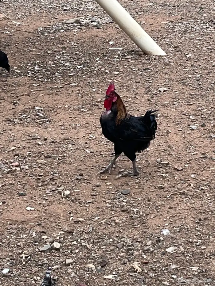 ديوك بلدي وديك رومي 6