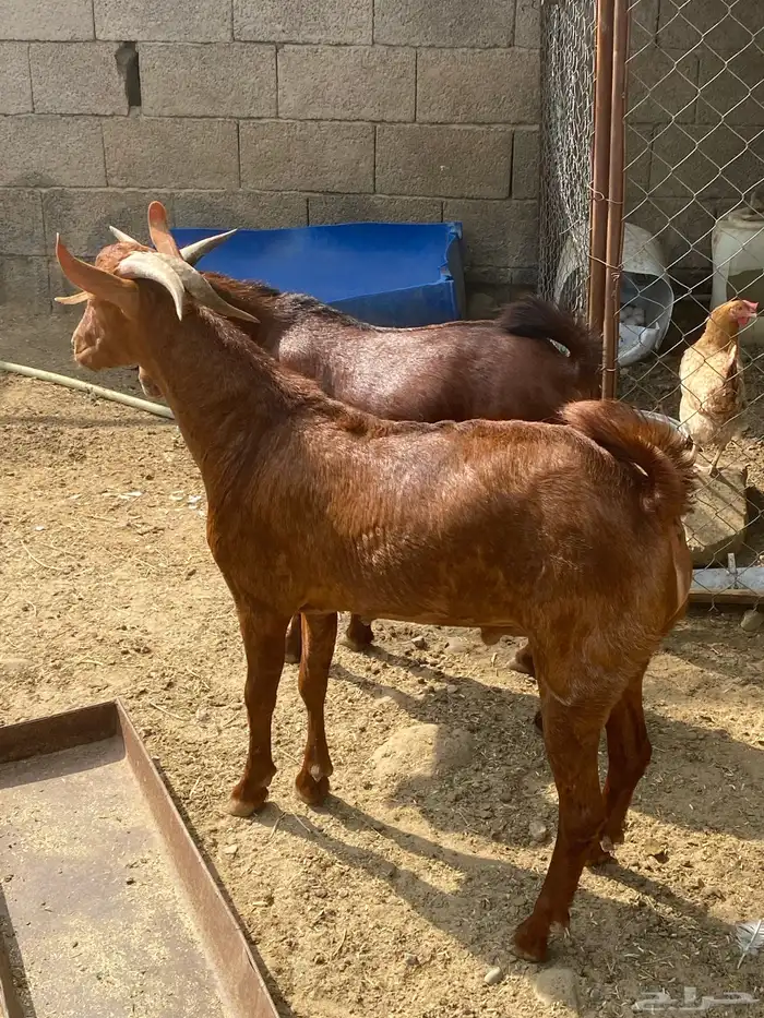 تيوس بلدي مرباه. جذعان 4