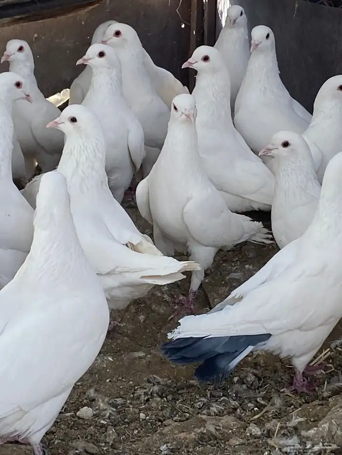 حمام فرنسي سوبر جانبو 34