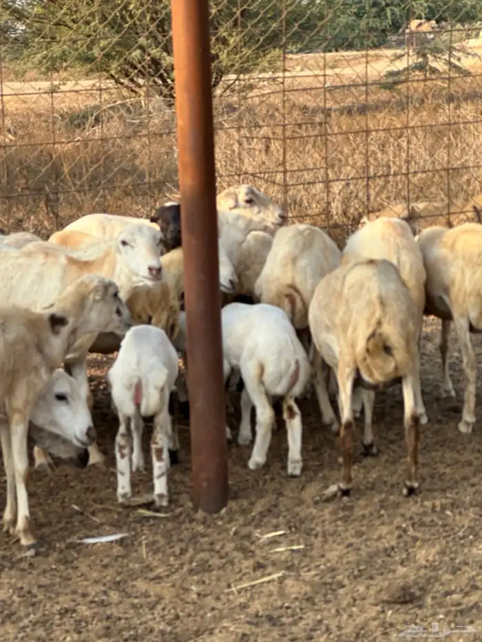 ضان جذعات مناتيج ودفع 1