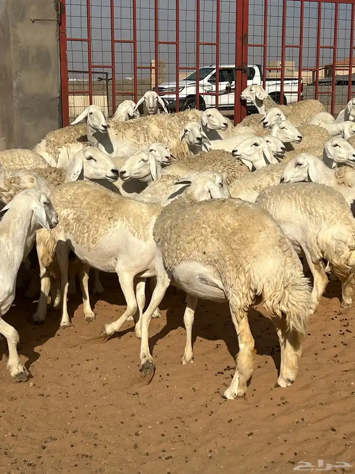 حريات صنف الصنف مراح متعوب عليه 35