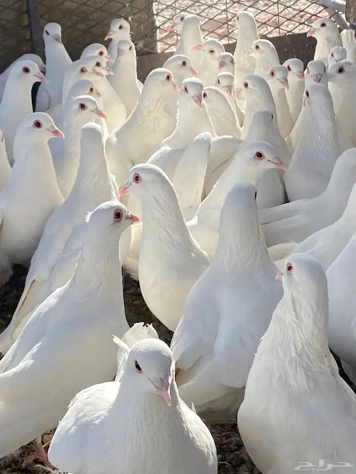 حمام فرنسي سوبر جانبو ملكي فاخر 20