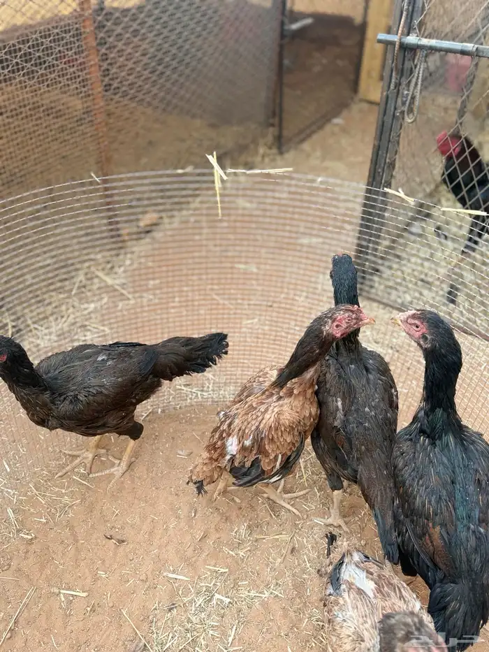 للبيع دجاج باكستاني 2