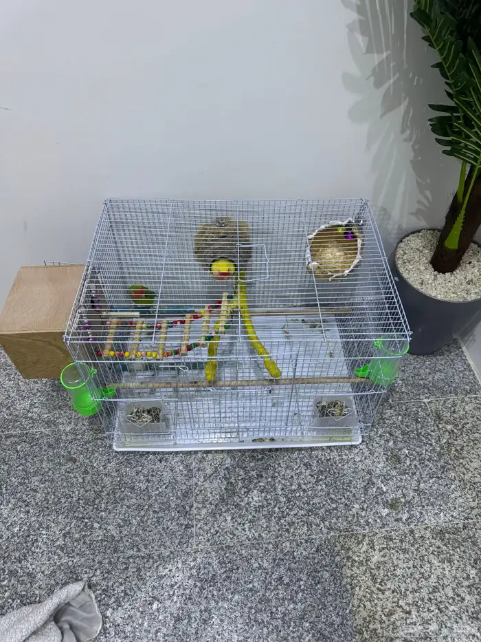 زوج روز مشروط مكينت انتاج في ذمه ماعه 6بيضات انثى عين حمرا 0