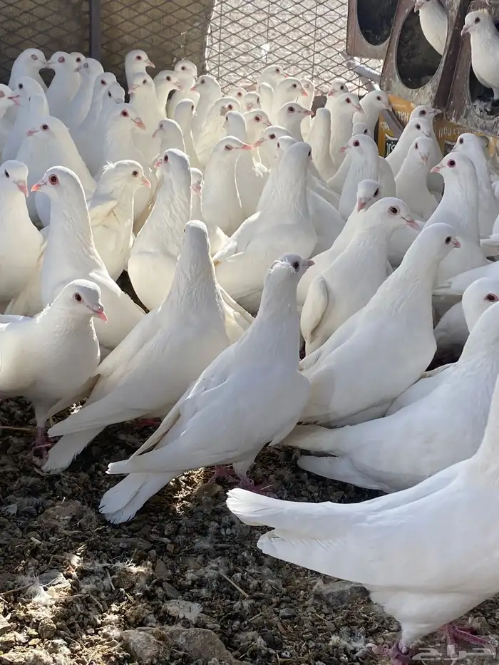 حمام فرنسي سوبر جانبو 2