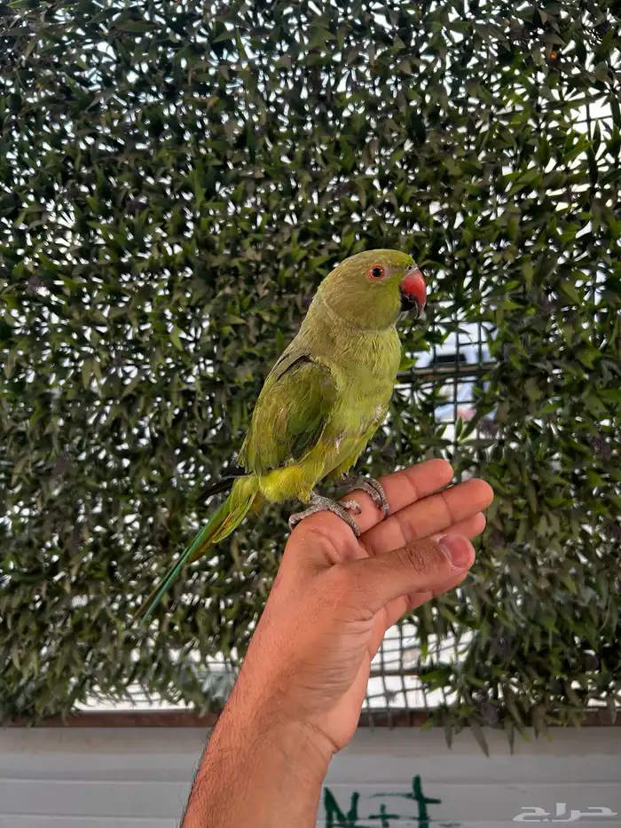 دره هندي اليفه و بداية كلام و يبوس 0