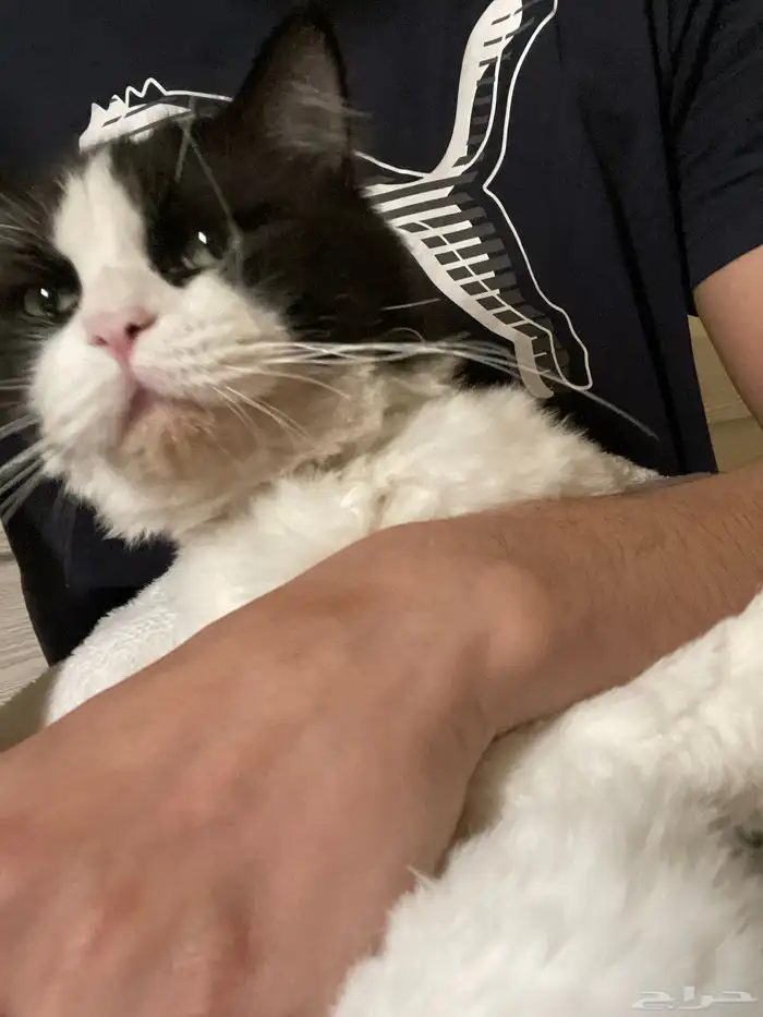 قط ذكر معقم ( للتبني ) 8