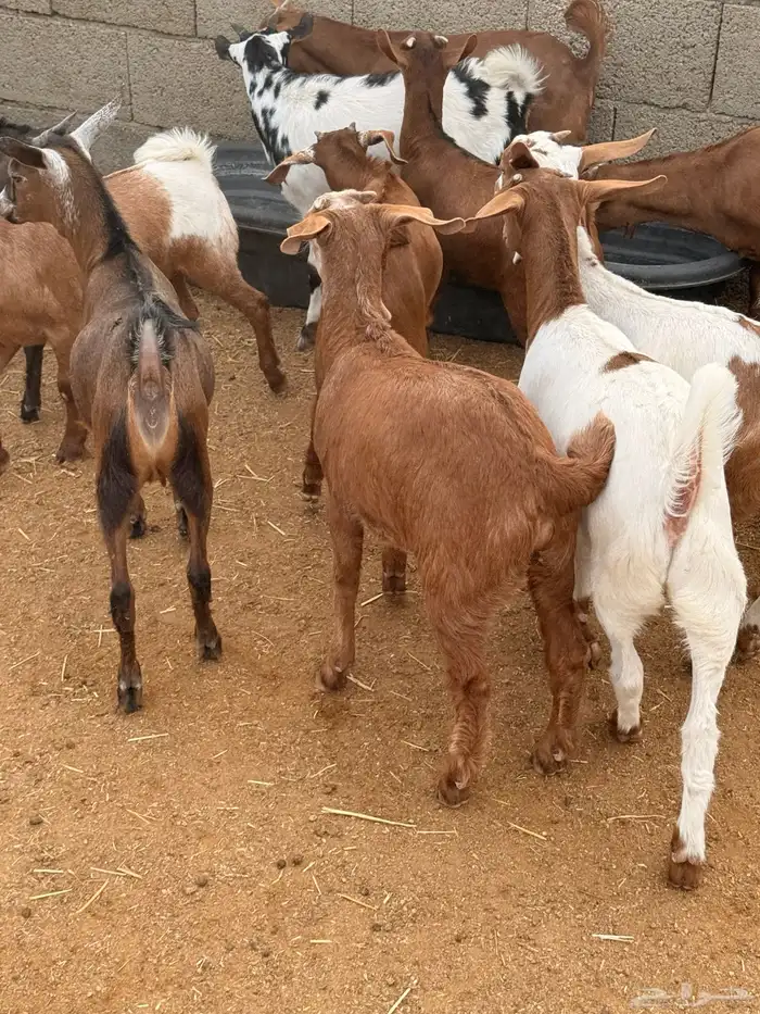 30 تيوس مخاصي وجفار 6