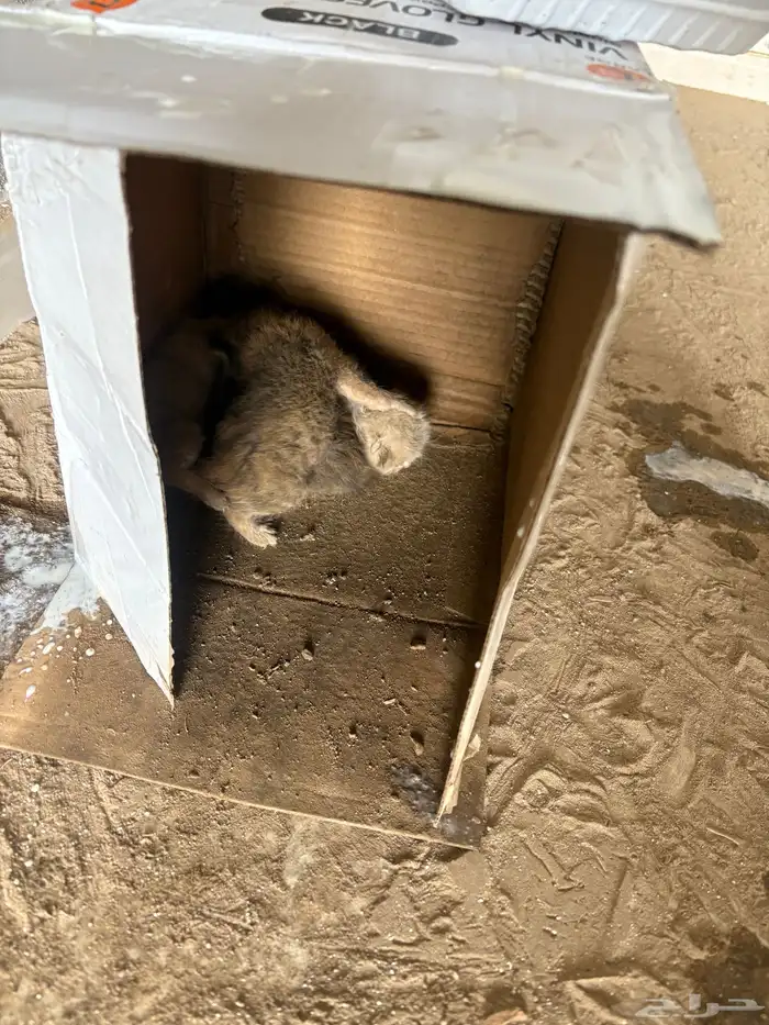 كتن بحاجة ام مرضعة 0