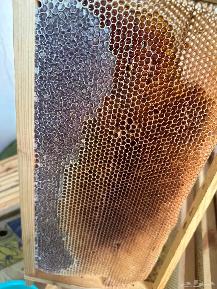 عسل طلح حائل 4