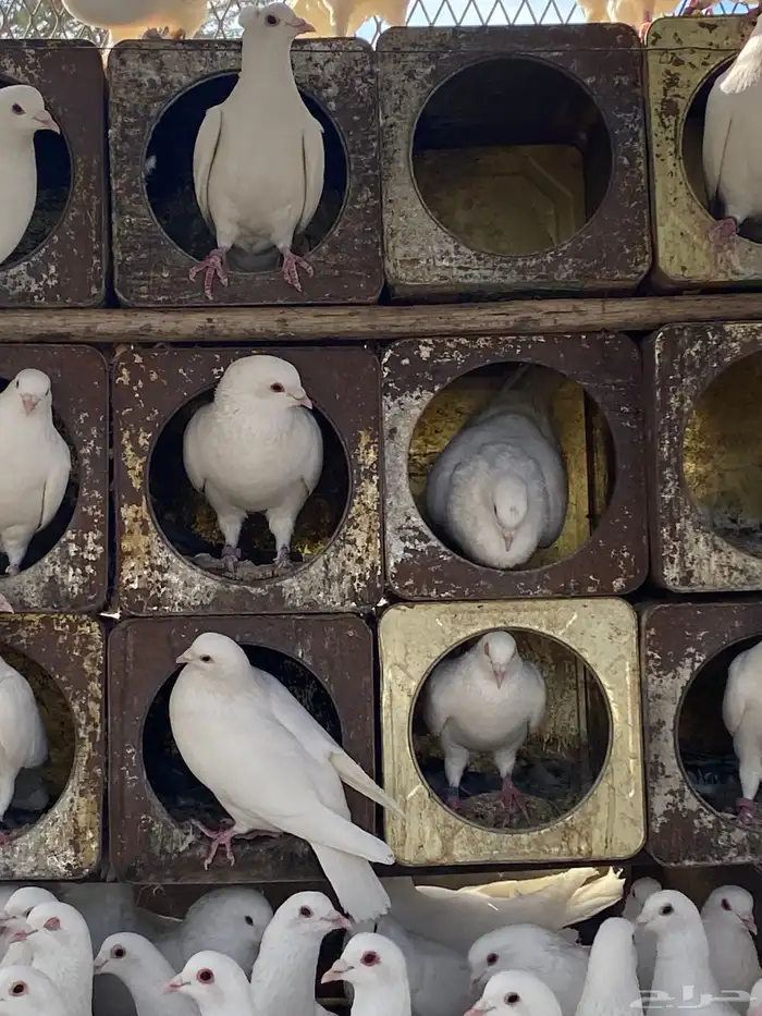 حمام فرنسي سوبر جانبو 31