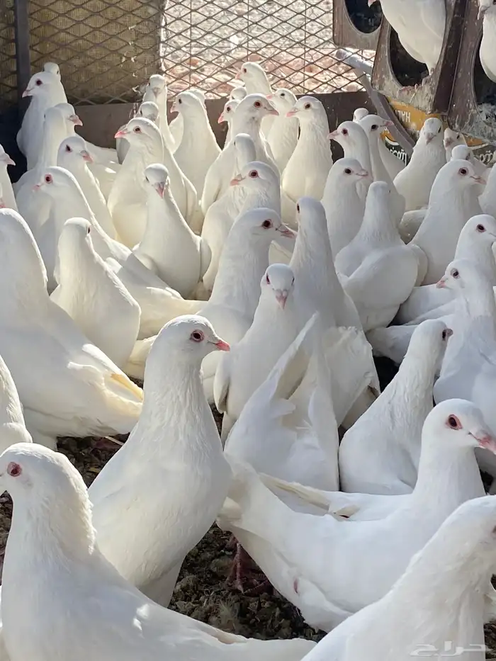 حمام فرنسي سوبر جانبو 18