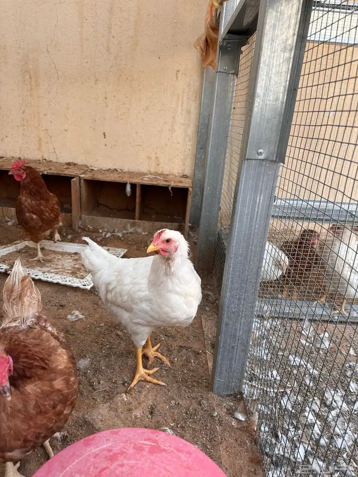 ديوك لوهمان عدد خمسه او سته بيور 5