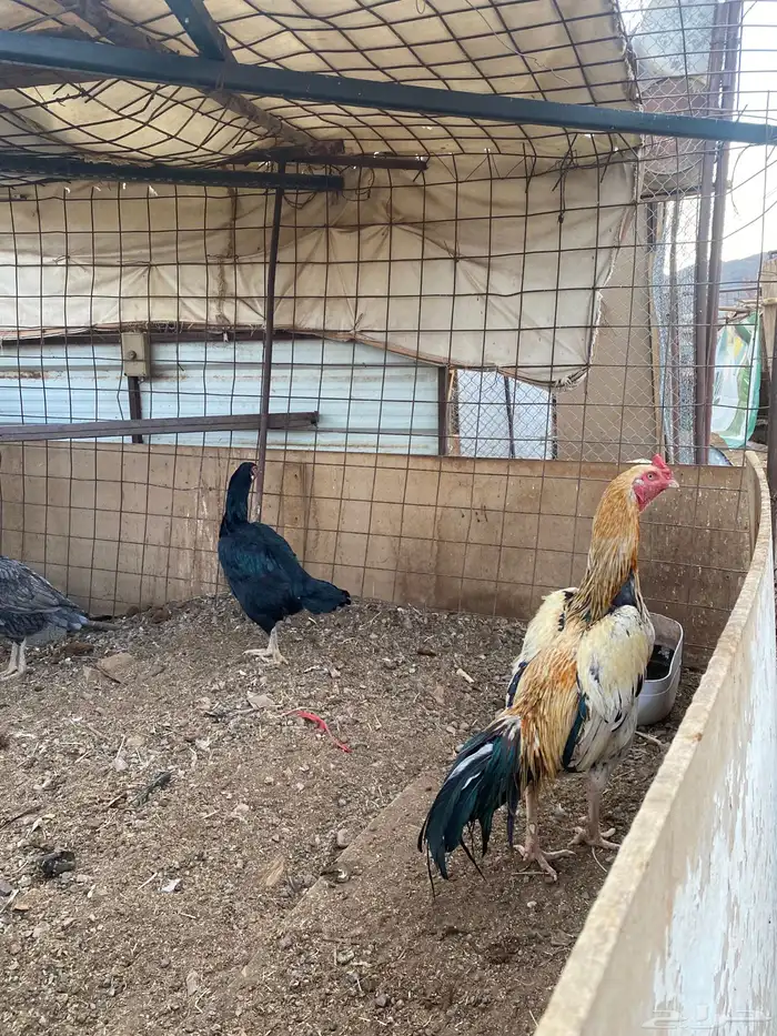 دجاج باكستاني 6