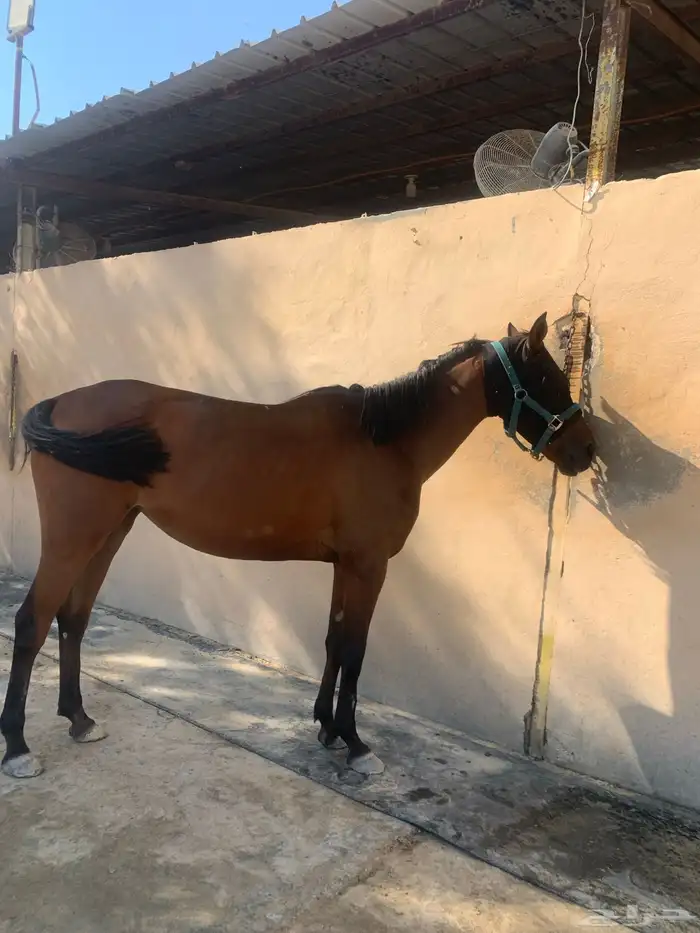 للبيع فرس جزيريه شعبيه العمر 5 سنوات لقاح شهر 2