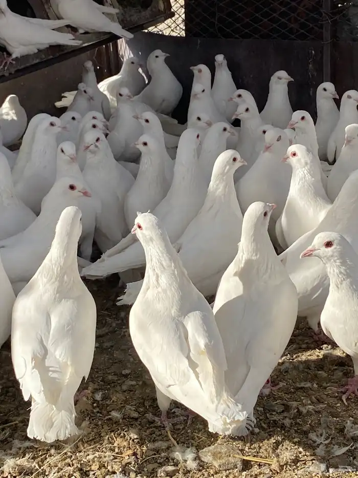 حمام فرنسي سوبر جانبو 13