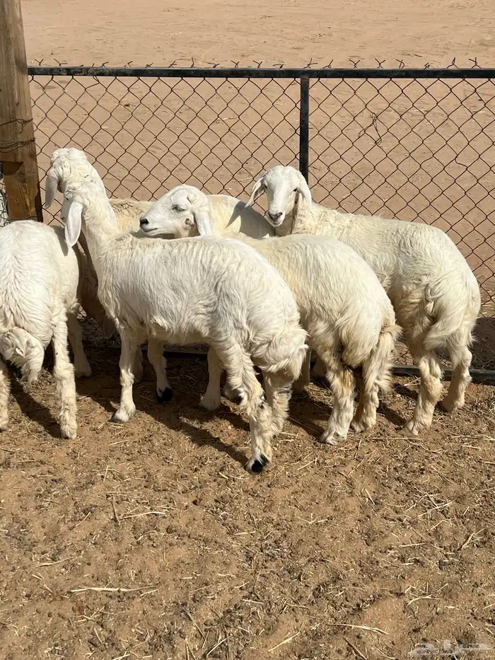 حري ذبايح بريه 2