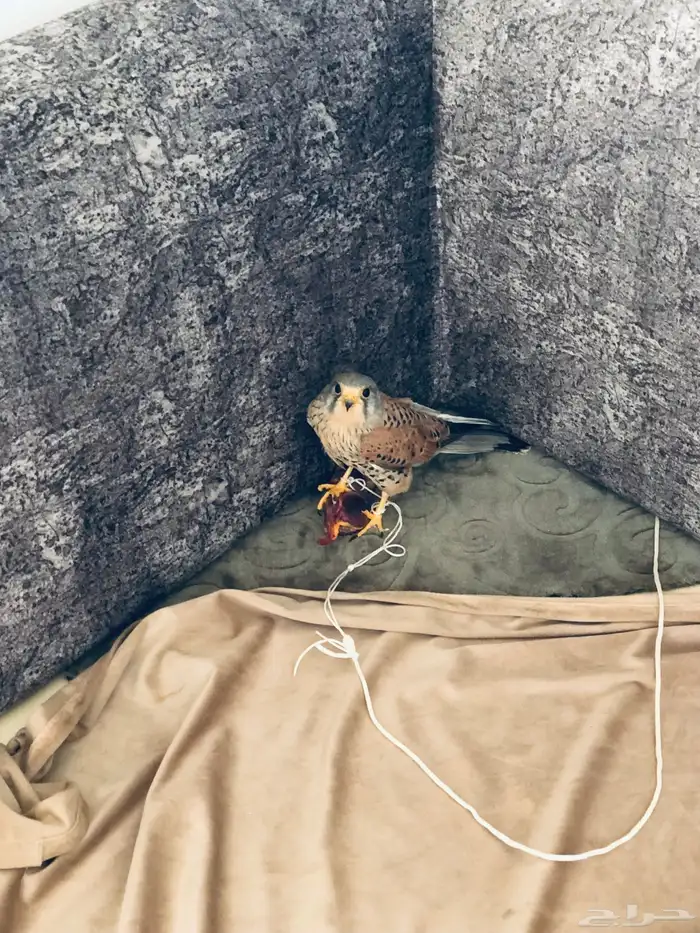 باشك نقل للبيع 2