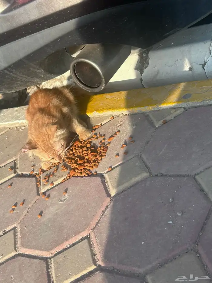 قطه تبني صغيره 0