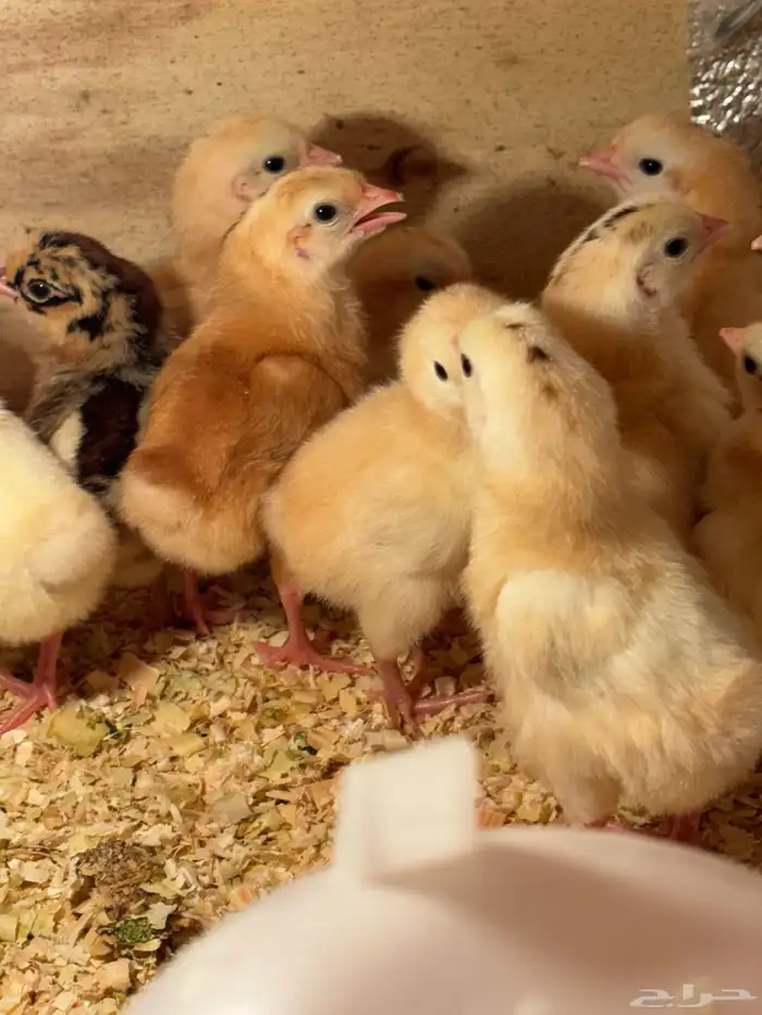 صوص بلدي فواتح 4