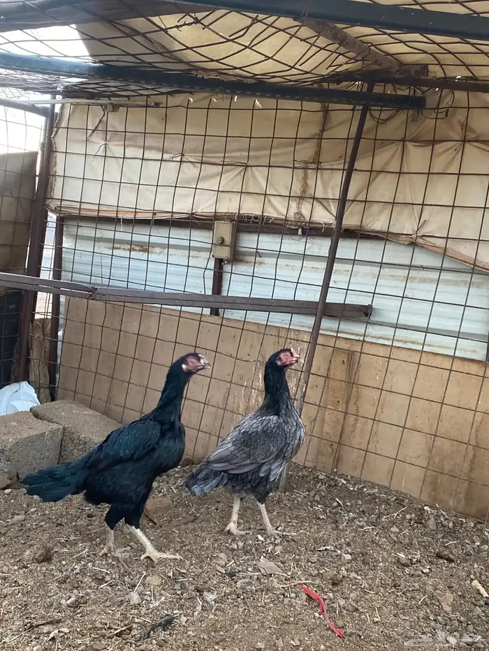 دجاج باكستاني 2