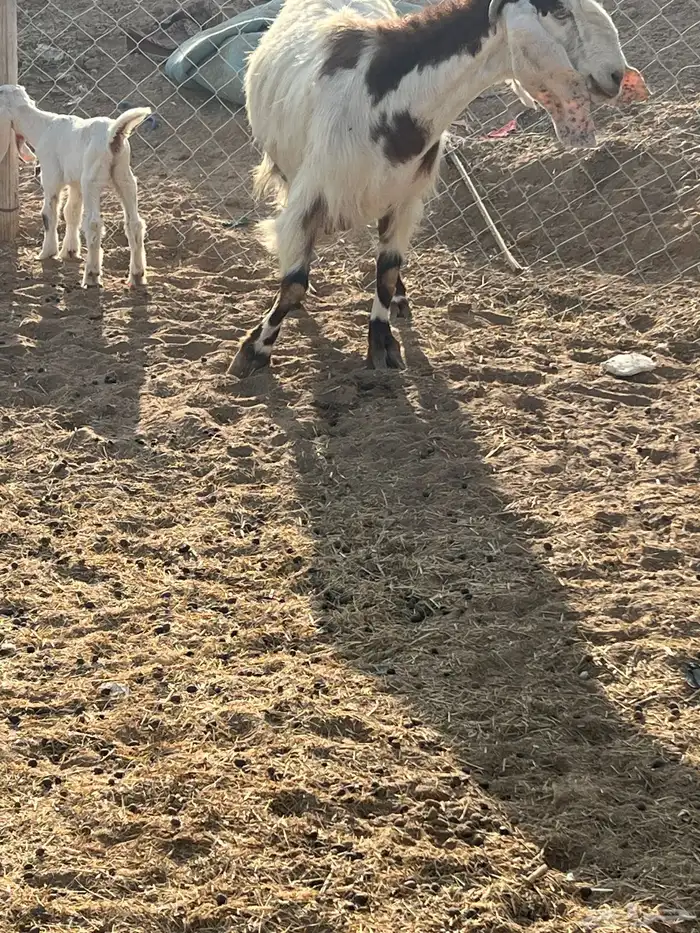 عنز متبع بجفرتين 0