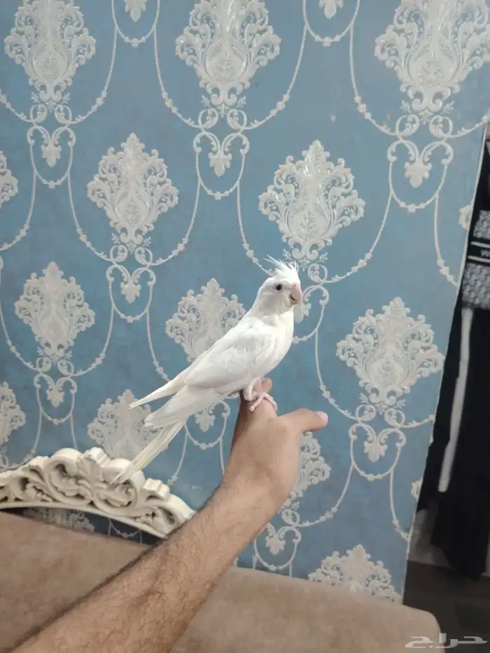 كروان البينو اليف هدد نشبه 0