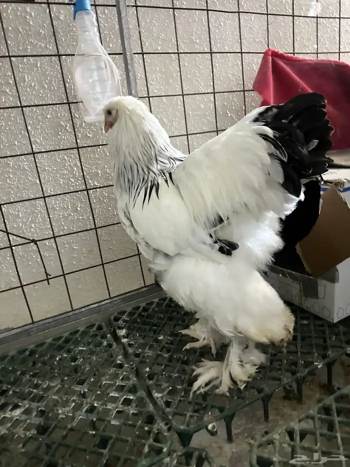 صيصان براهما 0