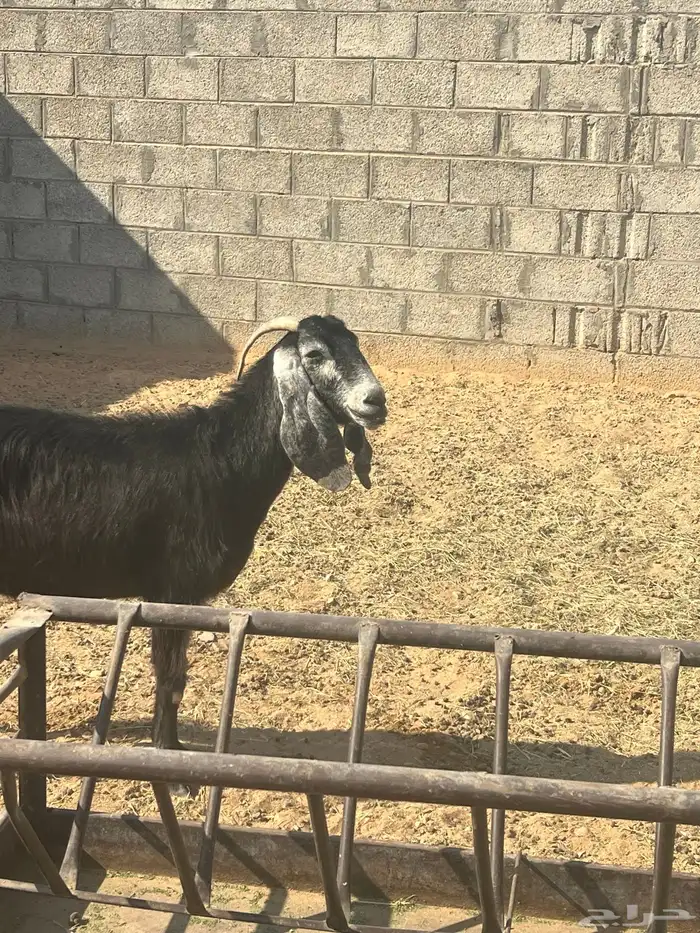 للبيع عنز عارضيه دافع 1