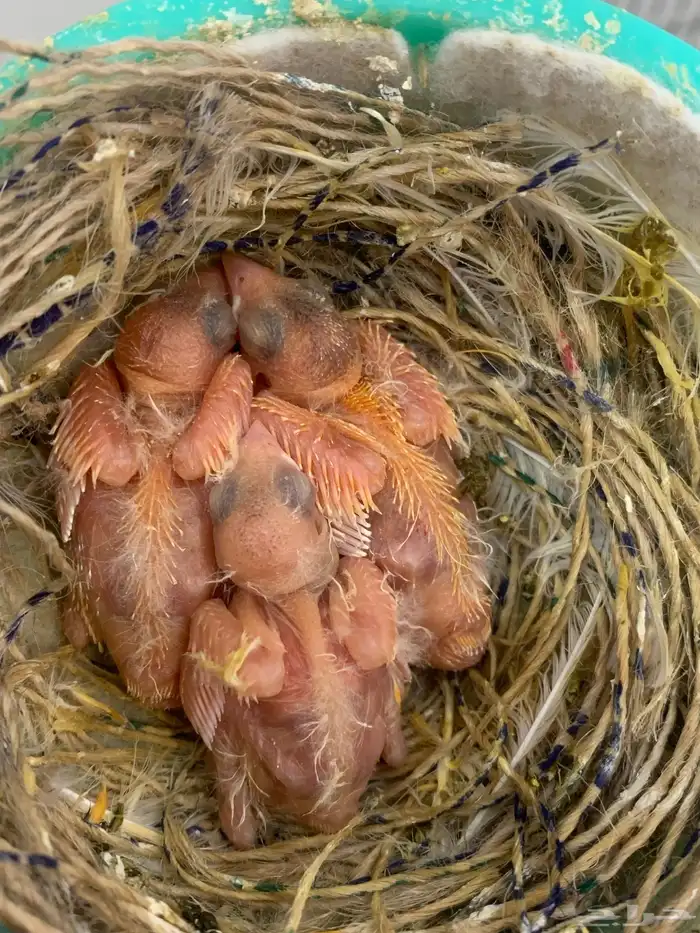 جوز كناري سوري منتج 5