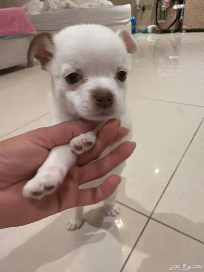 شيواوا بومرانين للبيع تي كب بنت العمر 45 يوم 8