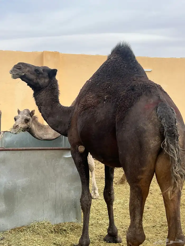 ناقتين مجاهيم امهات حليب 2