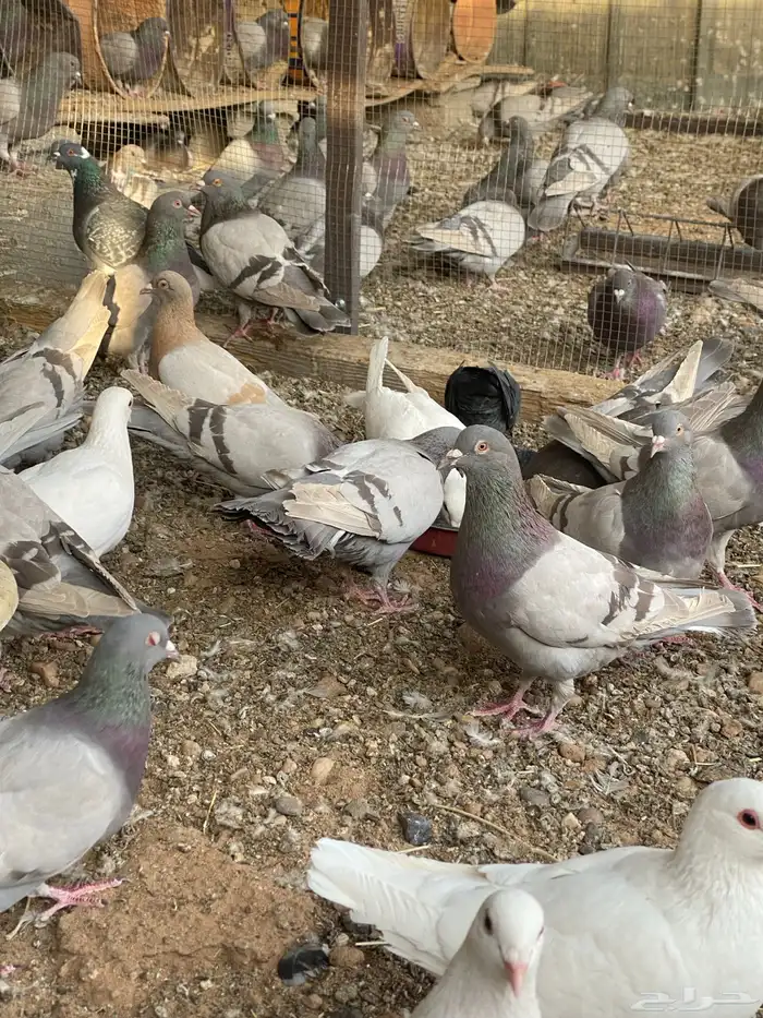 حمام متزاوج فرنسي سلفر 1