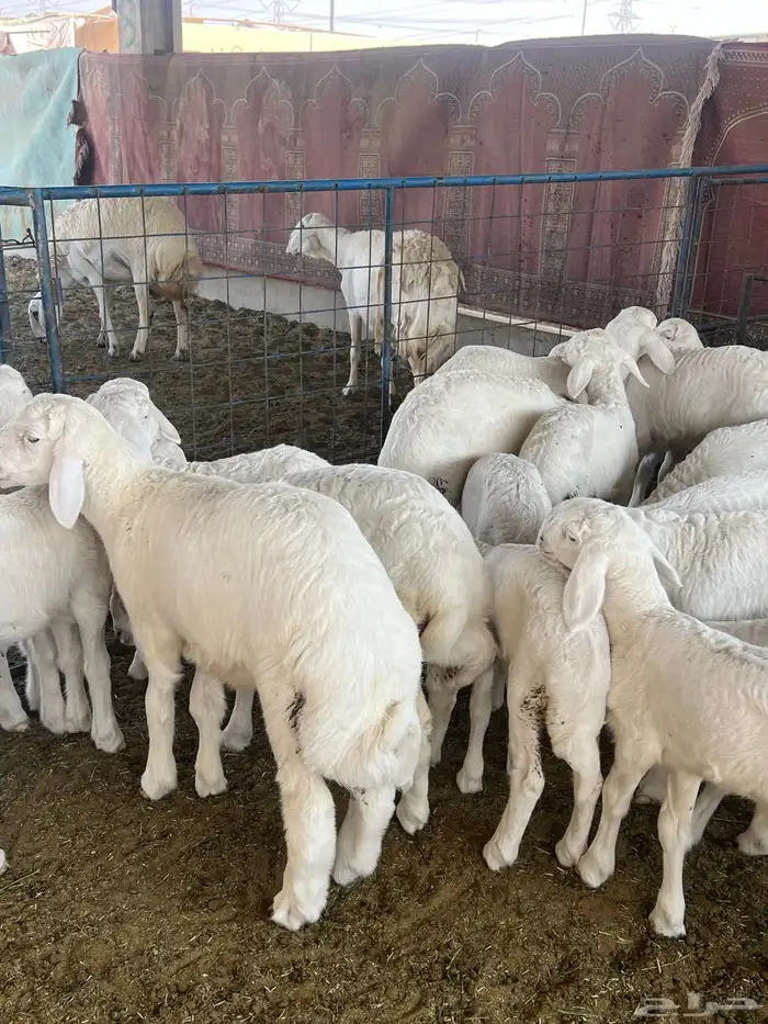 حريات صنف الصنف مراح متعوب عليه 8