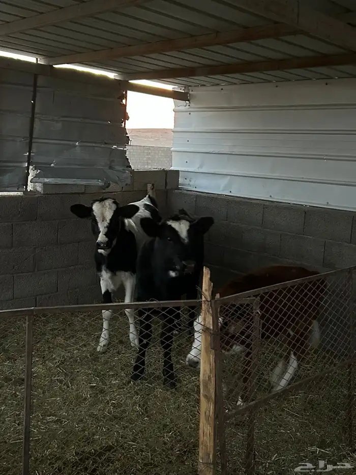 بقر خلفات للبيع 5