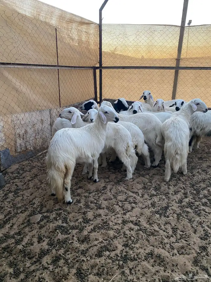 خرفان ورخال 1