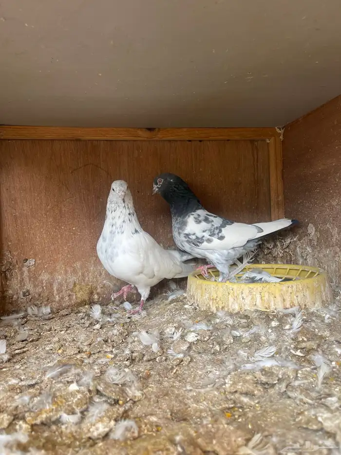 طبات مميزه معاريف 5