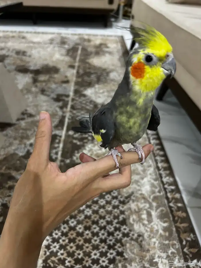 زوج كروان الانثى فراشه زي ماتشوفون و ذكر اليفه 4