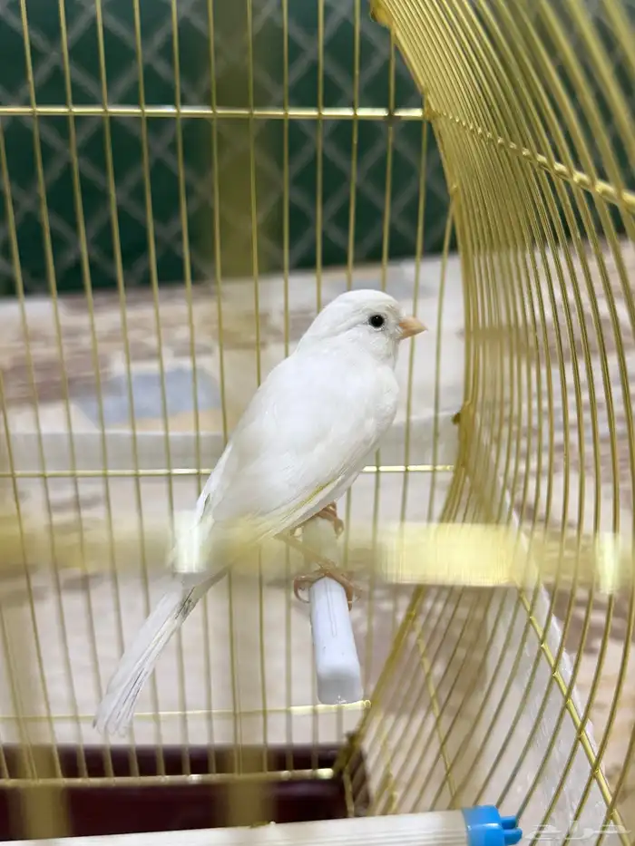 للبيع ذكر كناري آبيض تغريد حريقه 0