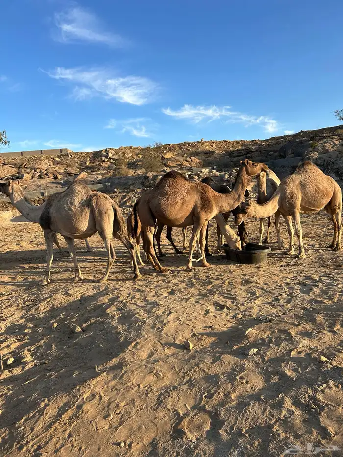 للبيع 10 من الابل 0