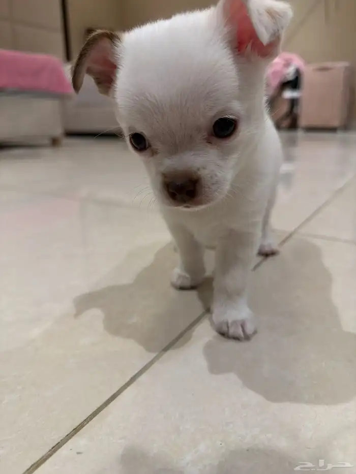 شيواوا بومرانين للبيع تي كب بنت العمر 45 يوم 9