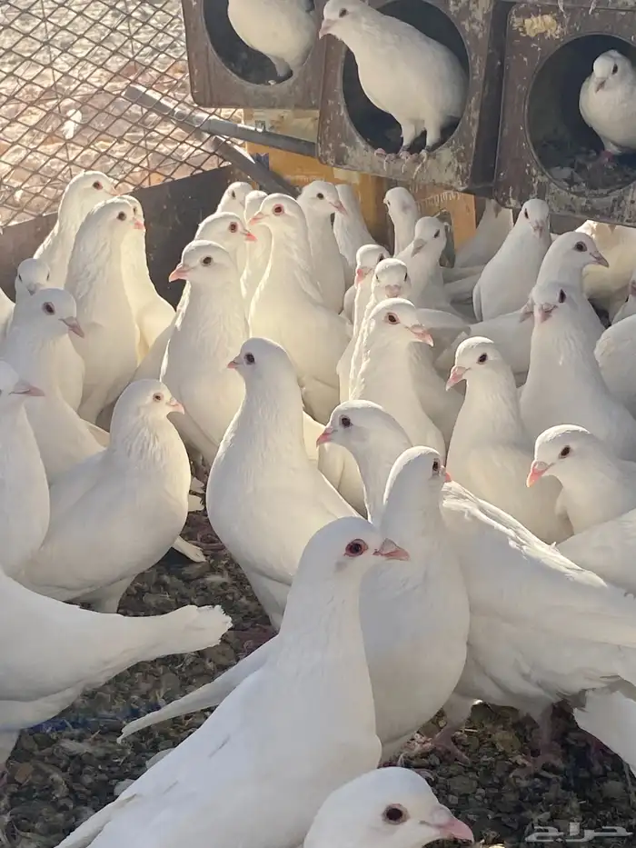 حمام فرنسي سوبر جانبو 32