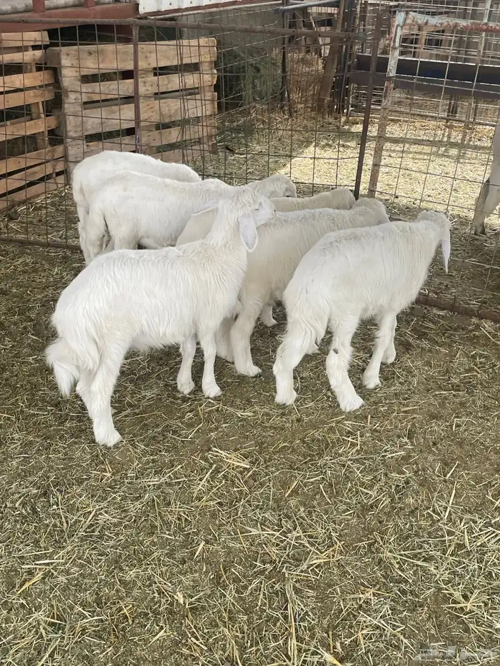 بهم حري بهم دواغير 18