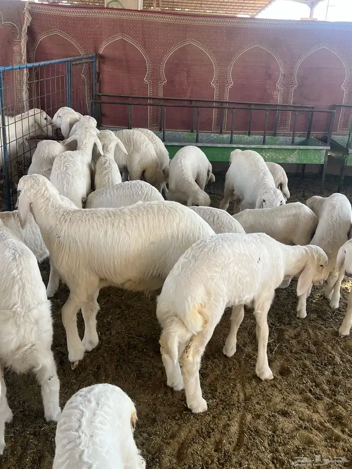 حريات صنف الصنف مراح متعوب عليه 9